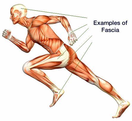 Fascia running body examples of